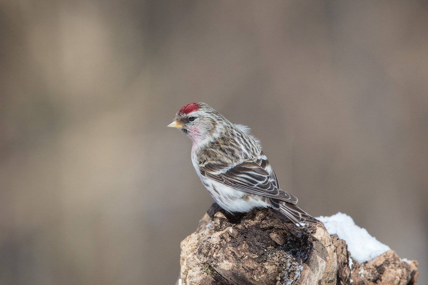 Чечетка. Автор: Голубев Дмитрий redpoll, bird, wildlife, птицы, чечетка, дикая природа, Голубев Дмитрий