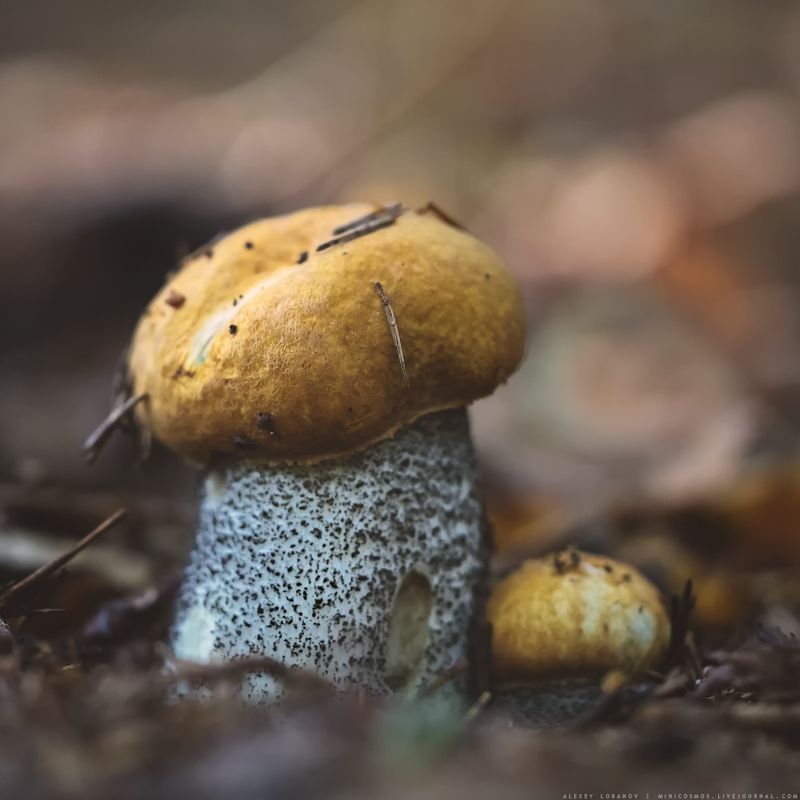 Братцы сентябряphoto preview