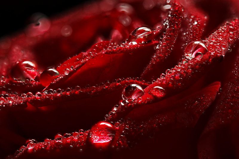 Тёмно красная розаphoto preview