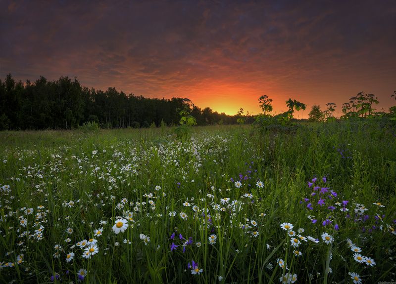 #пейзаж #лето #утро #подмосковье #красиво / Лето красное... /photo preview