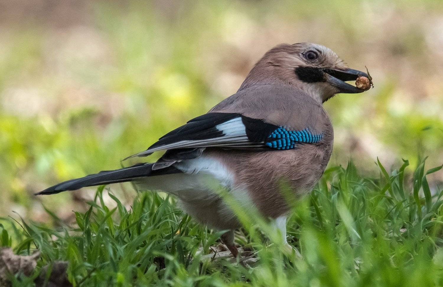 ЭТО МОЙ ОРЕХ!!!. Автор: ФЁДОР , ФЁДОР