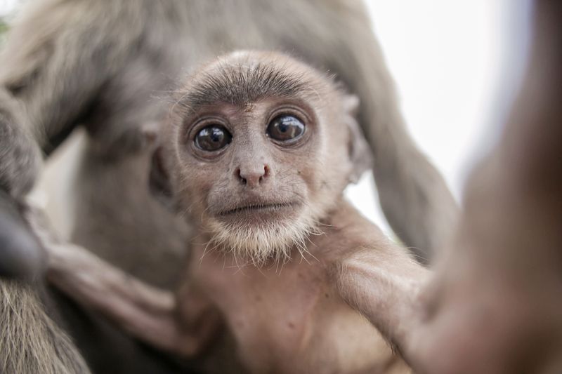 Gobindapaul, Street, Aisa, Urban, child, Bangladeshi_photographer, color,digital,  Monkey selfiephoto preview