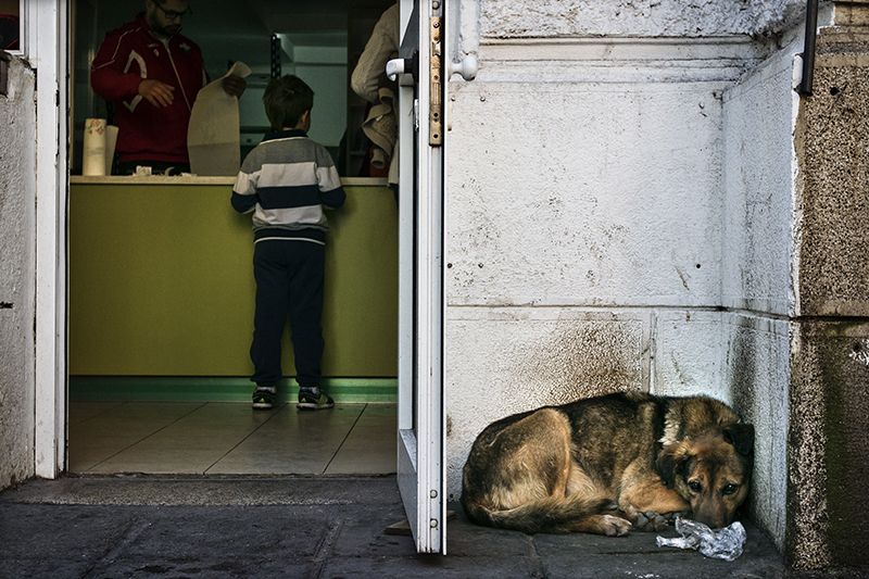 dog, собака Собачья жизньphoto preview