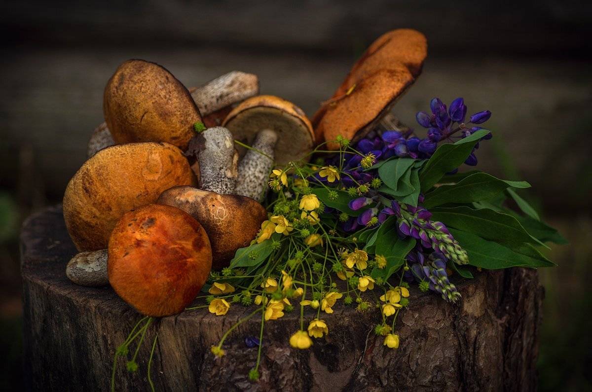 про июнь и первые грибочки. Автор: Марина Мурашова , Марина Мурашова