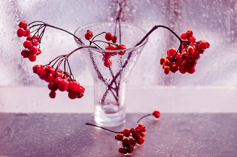 рябина,натюрморт,взгляд,гелиос, Рябиновый...photo preview