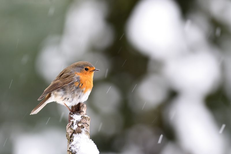 nature, animal, bird, birding, winter Snowing again I.photo preview