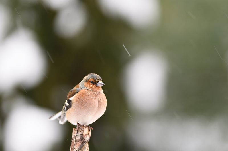 nature, animal, bird, birding, winter Snowing again II.photo preview