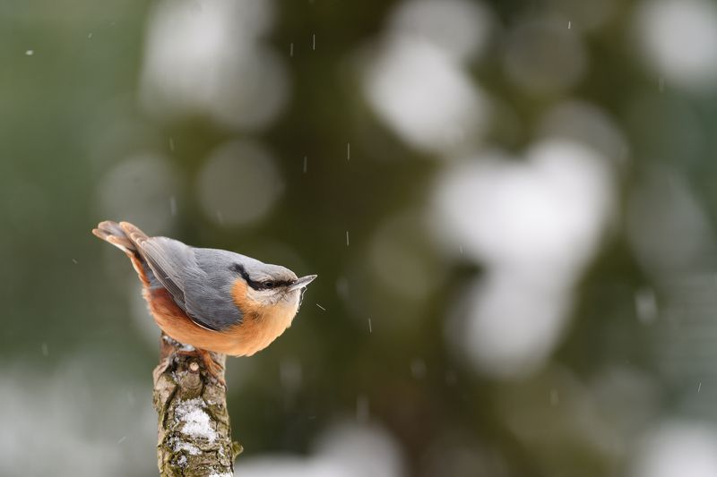 nature, animal, bird, birding, winter Snowing again III.photo preview