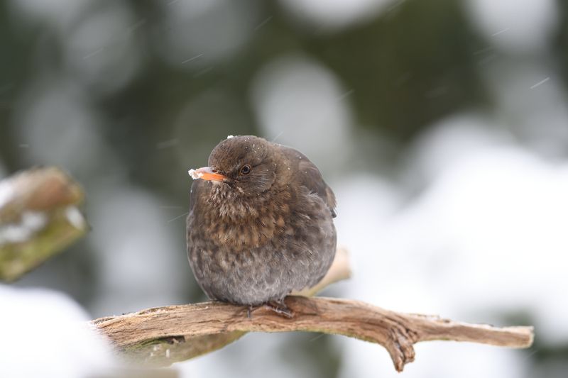 nature, animal, bird, birding, winter Snowing again IV.photo preview
