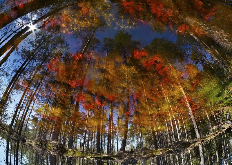 весна, половодье,  отражение, сфагнум Плеядыphoto preview