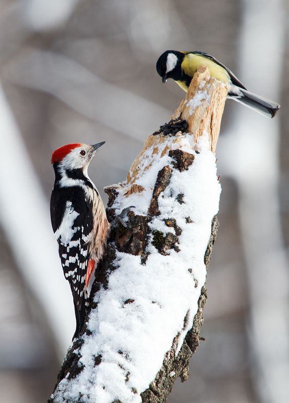 Средний пёстрый дятел.photo preview