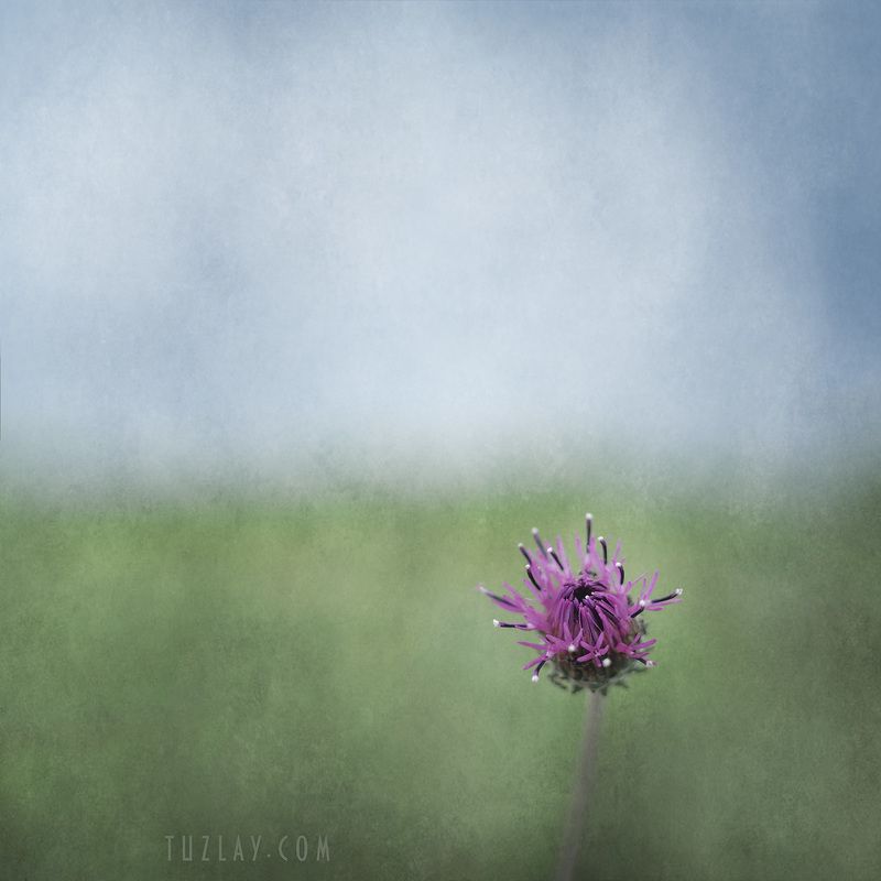 растительность тамани, jurinea blanda, флора, холст Про будущую колючкуphoto preview