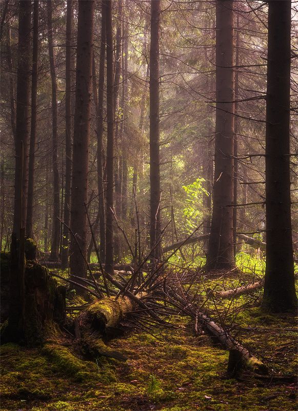 Spring in the forestphoto preview