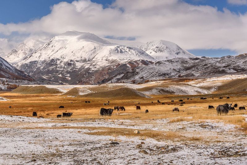 осень, река, горы, лед, алтай, autumn, river, mountains, ice, altai, яки Осенняя Талдура с якамиphoto preview