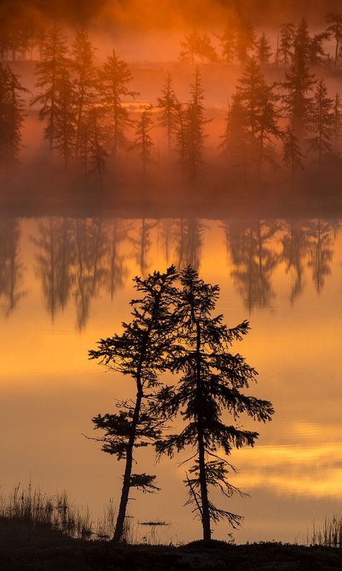 рассвет, туман, природа На рассвете фото превью