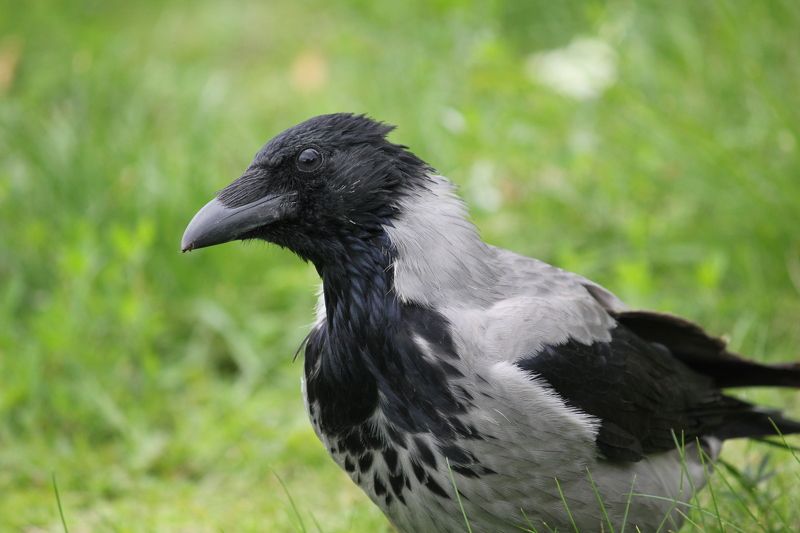 птицы Ты кто?photo preview