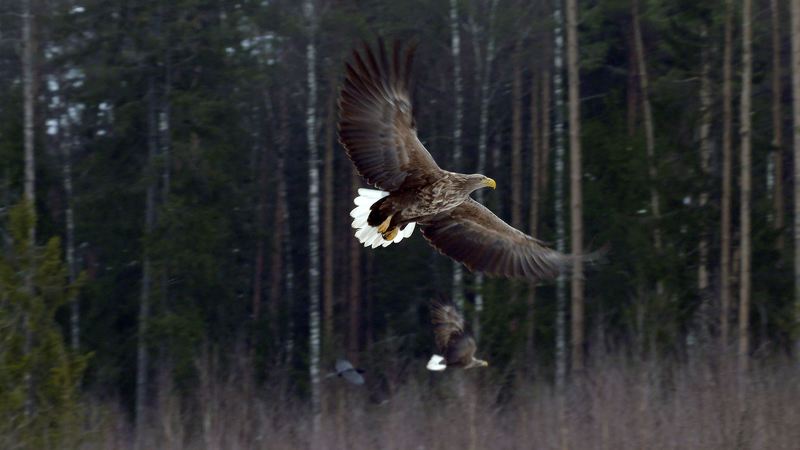 Орлан-белохвостphoto preview