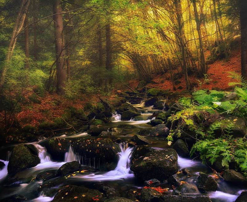 Just Autumnphoto preview