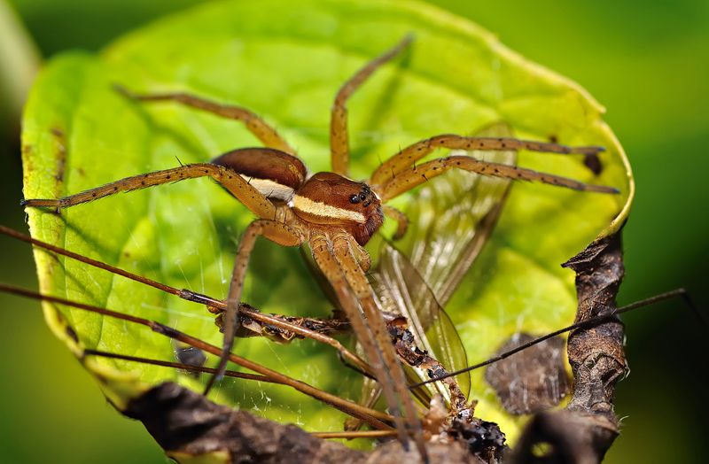 макро ****photo preview