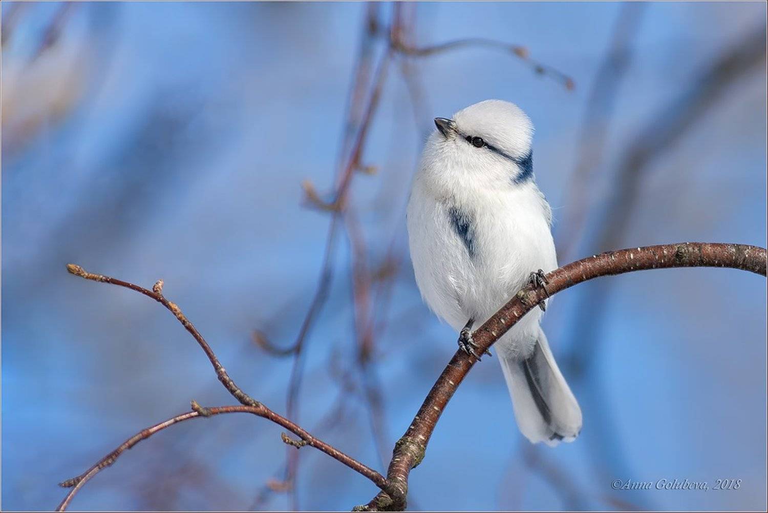 птицы, природа, cyanistes cyanus, azure tit, белая лазоревка, князёк, весна, март, 2018, подмосковье, Анна Голубева