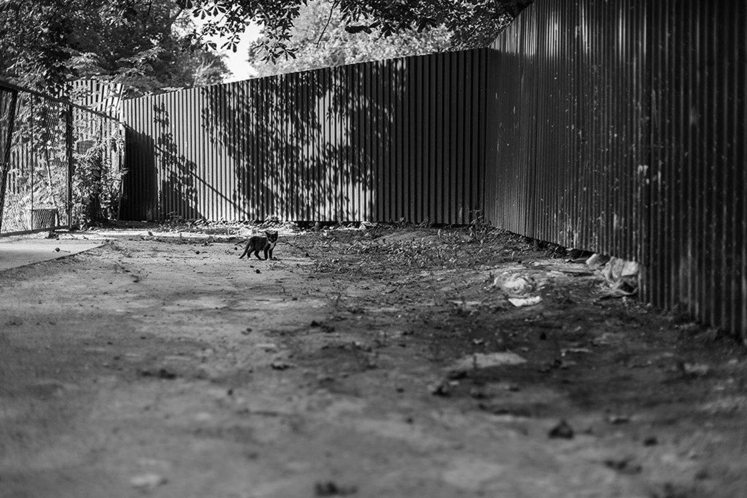 , Алексей Шамашов