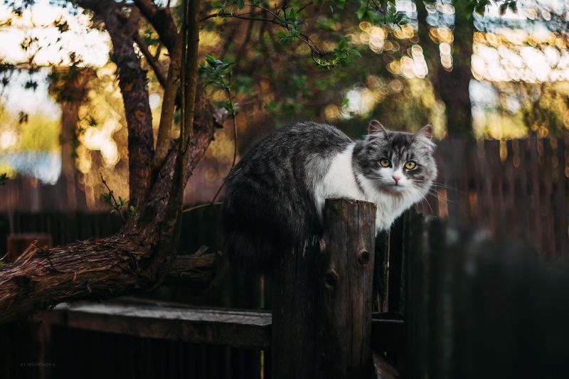 животные, коты, кот, гелиос Назаборные котыphoto preview