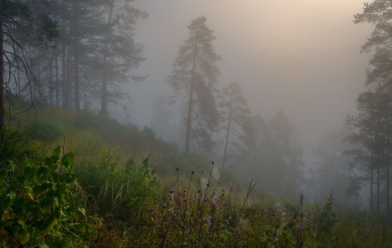 утро в лесу,туман,сосны в тумане,утро,morning in the forest, fog, pine in the fog, morning Сказочно тихое утроphoto preview