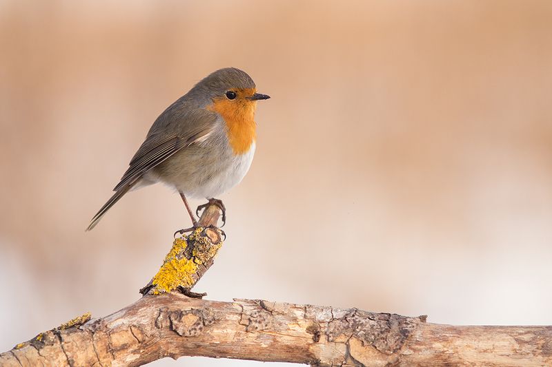 Mалиновкаphoto preview