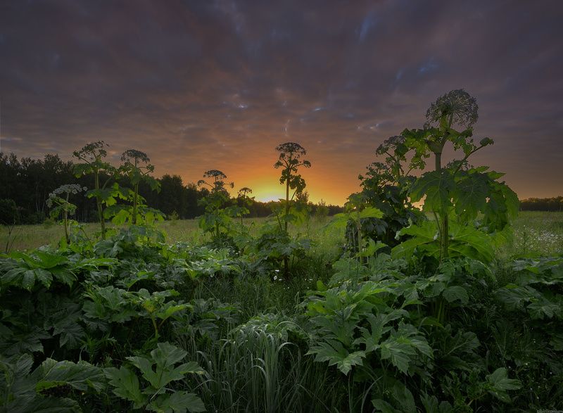 #пейзаж #лето #утро #подмосковье #красиво  / Подмосковные дебри /photo preview