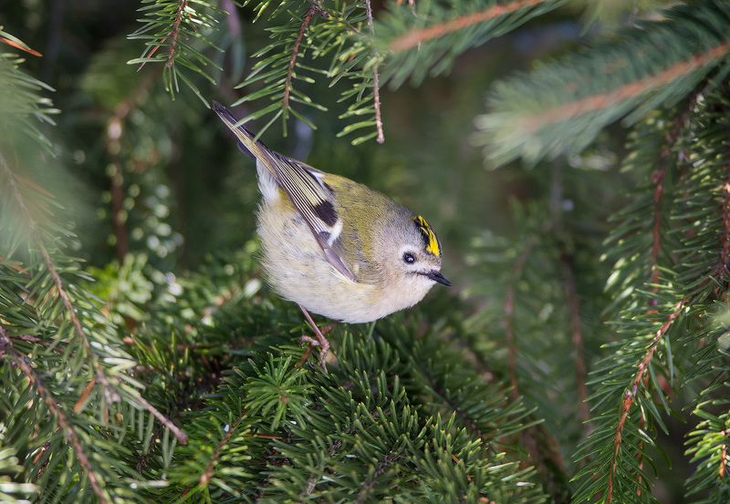 goldcrest, christmastree, bird, wildlife, королек, желтоголовый королек, ель, елка, дикая природа Желтоголовый королек фото превью
