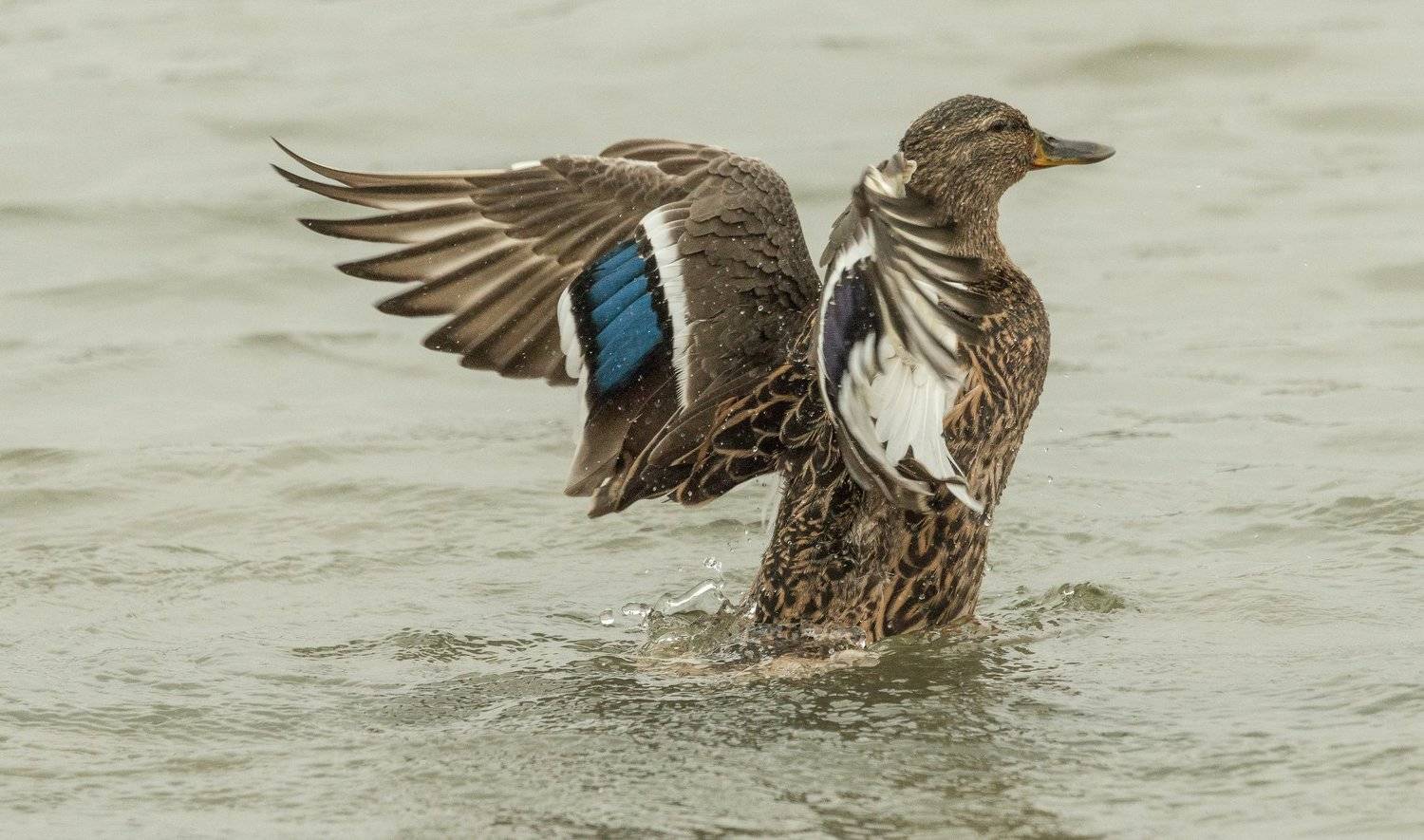 ПРИНИМАЯ ВОДНЫЕ ПРОЦЕДУРЫ. Автор: ФЁДОР , ФЁДОР