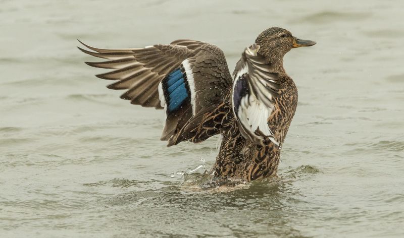 ПРИНИМАЯ ВОДНЫЕ ПРОЦЕДУРЫphoto preview