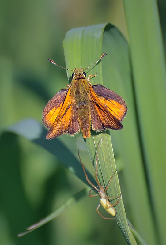 мотылёк, толстоголовка Детектив...photo preview