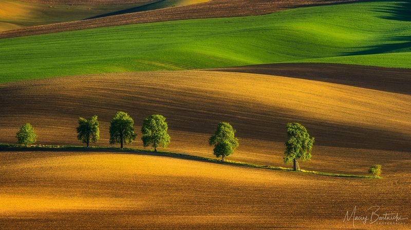 Chestnut Alleyphoto preview