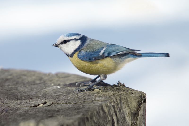 Лазоревка.photo preview