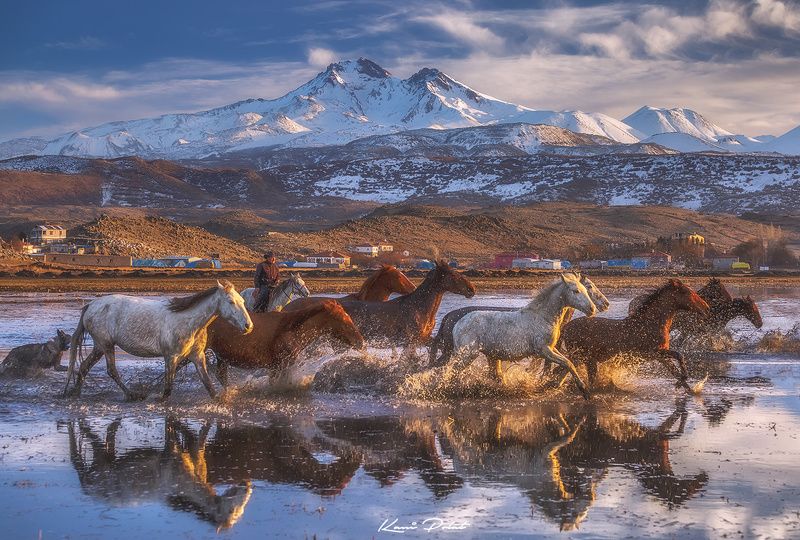 Yilki horsesphoto preview