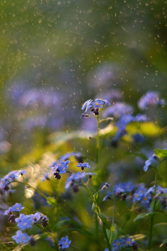 незабудки, весна, цветы, лес Волшебный мир цветовphoto preview