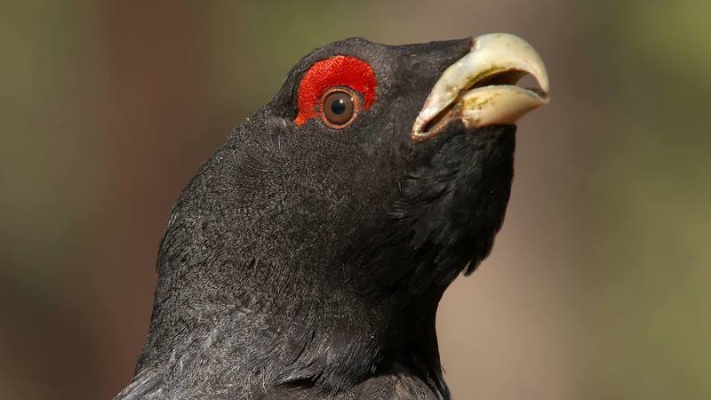 Глухарьphoto preview