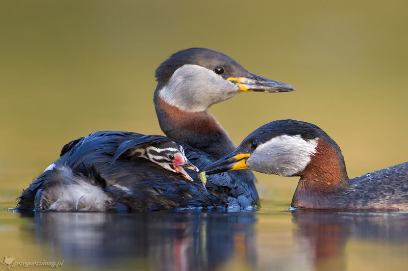 Parentsphoto preview