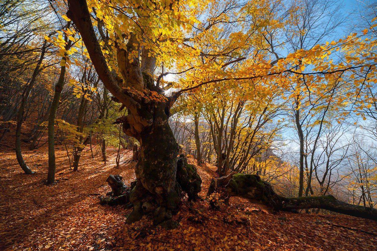 _. Автор: Олег Логунов , Олег Логунов