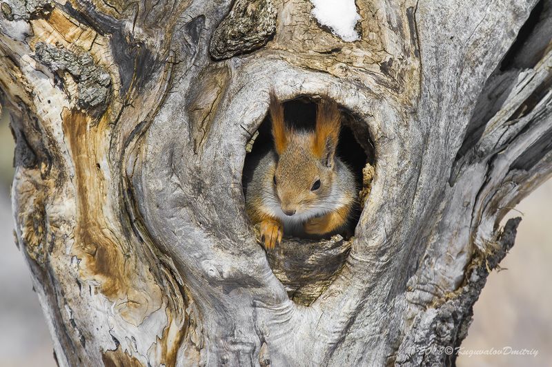 Белкаphoto preview