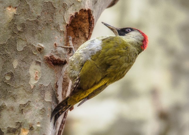 ВОТ Я И ДОМАphoto preview