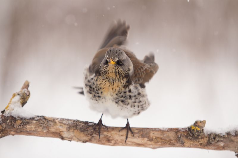 ббррррphoto preview