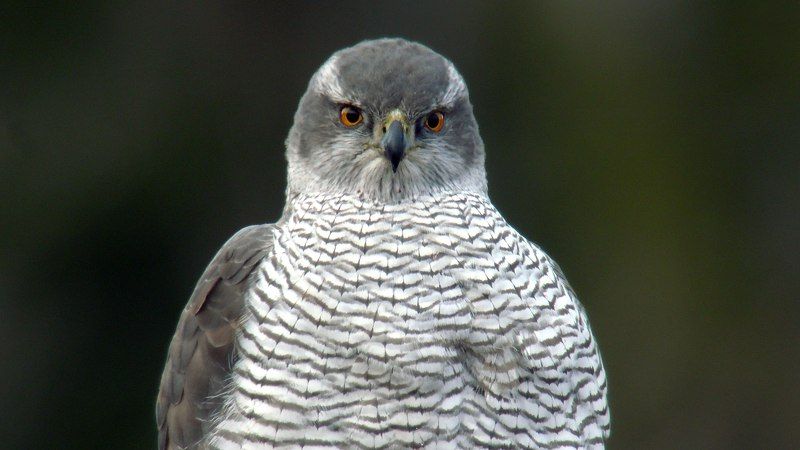 Ястреб-тетеревятникphoto preview