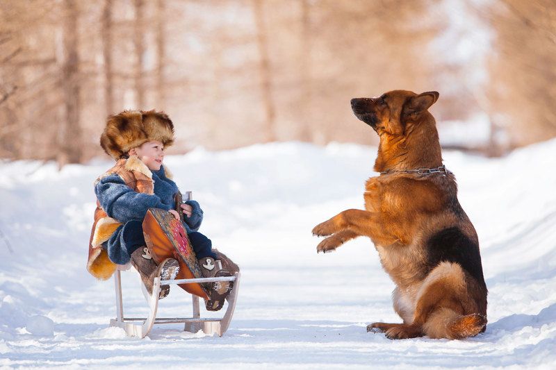 собака Кузины забавыphoto preview