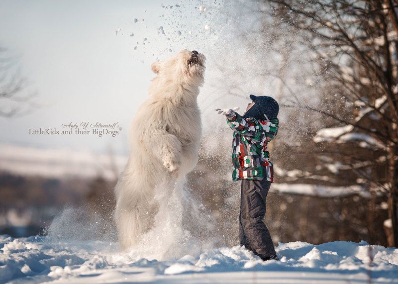 South Russian Sheepdogphoto preview