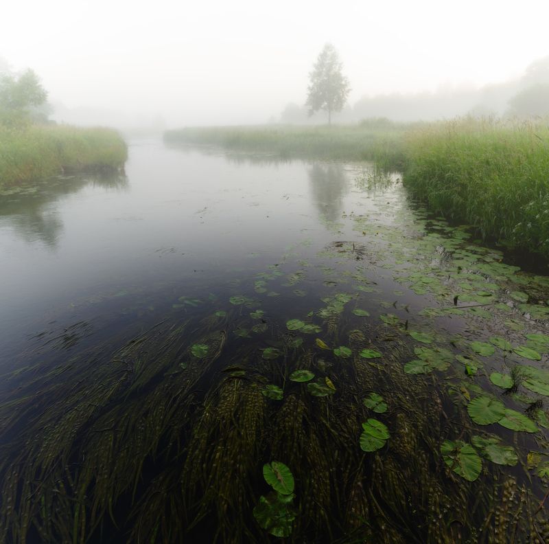 туман, река, кувшинки, дерево, лето, трава,  Туманное утро photo preview