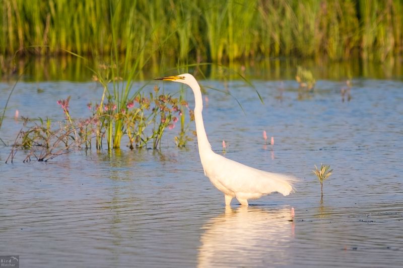 Ardea alba, bird, birds, nature, болото, лето, природа, птицы, белая цапля, birdwatcher, Great egret White Angelphoto preview