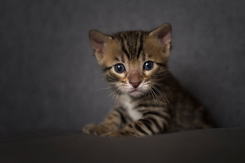 bengalski maluchphoto preview