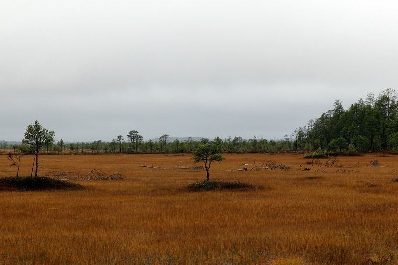 Западная Сибирь Томская область васюганское болото васюганское болотоphoto preview